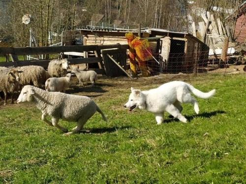 a dog and sheep in a field of grass at Chata u Kostela in Dolni Misecky