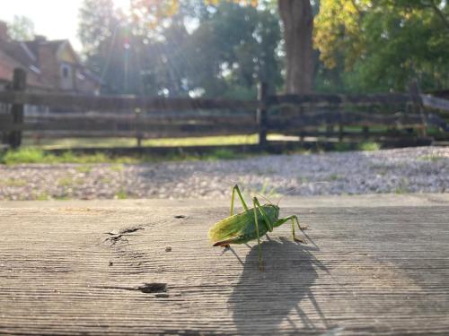 a large green insect walking on a sidewalk at Marsbäcken Hostel in Västervik