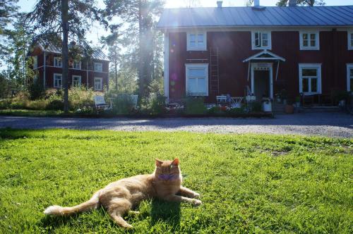 a cat laying in the grass in front of a house at Wästinn in Vöyri