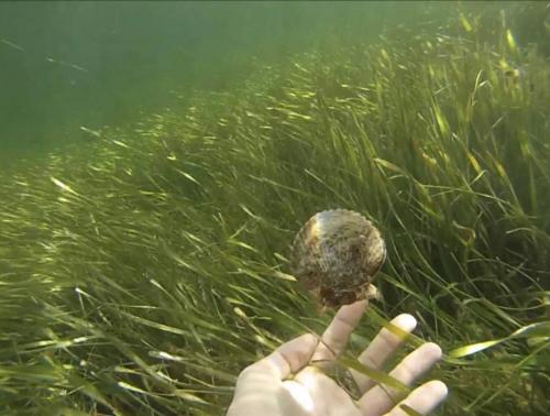 a hand holding up a small rock in the water at Gorgeous Seaside Seashell Cottage! in Hudson