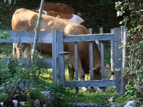 Ferienwohnungen Haus Waldwinkel – Photos 2