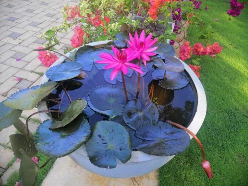 a potted plant with flowers in a pot at Golden Residence in Anuradhapura