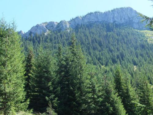a forest of trees with a mountain in the background at APUSENI HOLIDAYS in Răchiţele