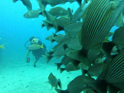 a diver in the ocean with a group of fish at Drake Lapas in Drake