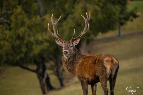 a deer with large antlers standing in a field at Brochepierre 28 pers- vue exceptionnelle - Malmedy in Malmedy