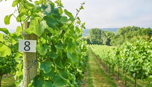 a row of vines with a number eight on a fence at Aldwick Estate in Bristol