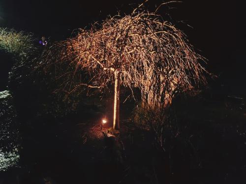 a tree at night with a light on it at 'Clíona' Deluxe Double Room in Foxford