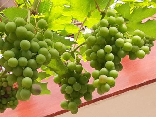 a bunch of green grapes hanging from a tree at Church Villa B & B in Chesterfield