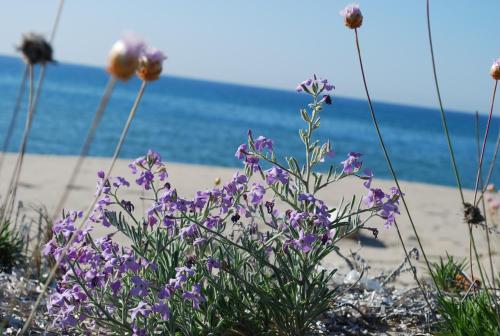 a bunch of purple flowers on the beach at Abbaidda Hotel in Valledoria