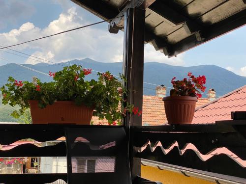 two plants on a window sill with mountains in the background at CASA GRETA in Lupeni