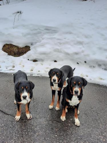 a group of three dogs standing on the beach at Ferien in der Bergwelt von Adelboden in Adelboden