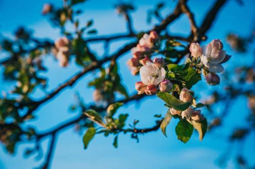 a branch of a tree with pink flowers on it at Guest house Lilac in apple tree park in Nākotne