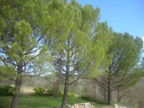 un groupe d'arbres dans un champ avec de l'herbe dans l'établissement La Croix du Sud - Ocres en Provence, à Apt