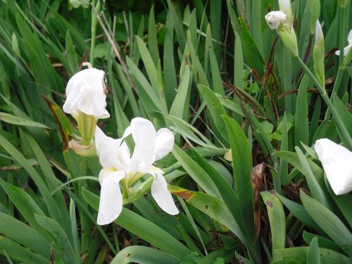 a group of white flowers on some green plants at Aegean Castle Andros – Adults Only in Agia Eleousa