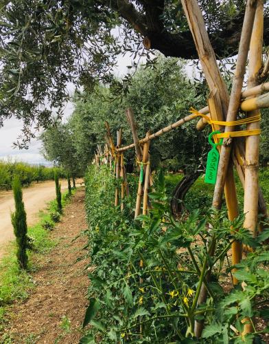a row of plants in a field next to a fence at Az. Agr. Parco dei Buoi in Larino