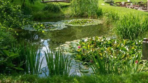 a pond with lilies and plants in a garden at Villa Idylla in Przesieka