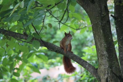 a squirrel is sitting on a tree branch at B&B Arlesbrunnen in Egloffstein