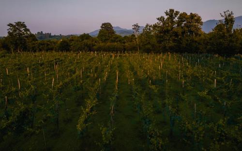 an image of a field of crops with trees at Menabde Winery in Ozurgetʼi