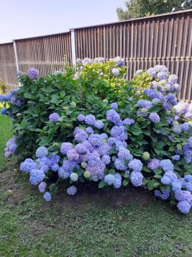 a bush of purple flowers in front of a fence at Appartment Andrea in Eugendorf