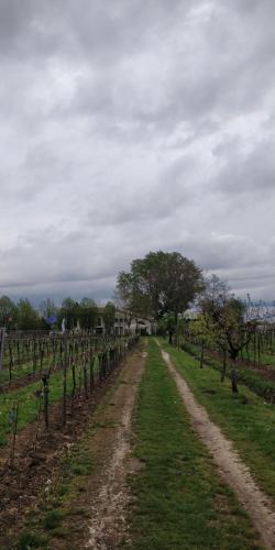 a dirt road leading through a vineyard with trees at Agriturismo L'Albara - Wines, Pool & SPA in Villaganzerla