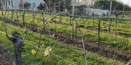 a garden with rows of plants in a field at Agriturismo L'Albara - Wines, Pool & SPA in Villaganzerla