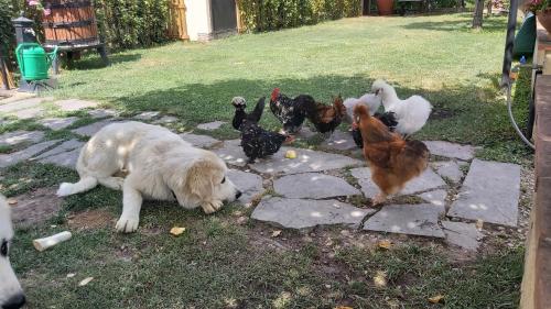 a dog laying next to a group of chickens at La Limonaia Country House in Monteriggioni