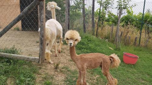 two ostriches and a dog standing next to a fence at La Limonaia Country House in Monteriggioni