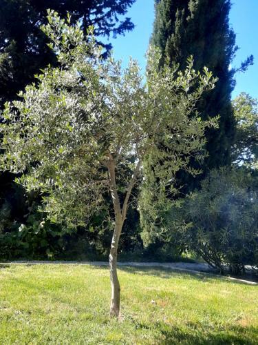 a tree in the grass in a field at Le gîte Calluna in Sablet