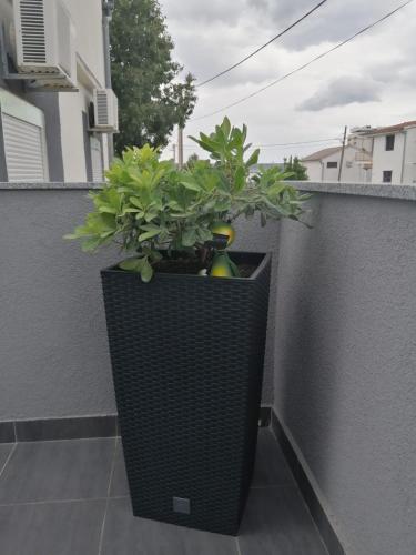 a plant in a black wicker planter on a balcony at Holiday house Lara in Starigrad-Paklenica
