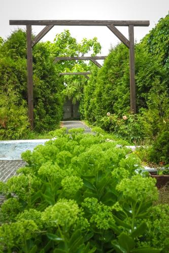 a garden with green plants and a wooden pergola at Fazenda in Sumy