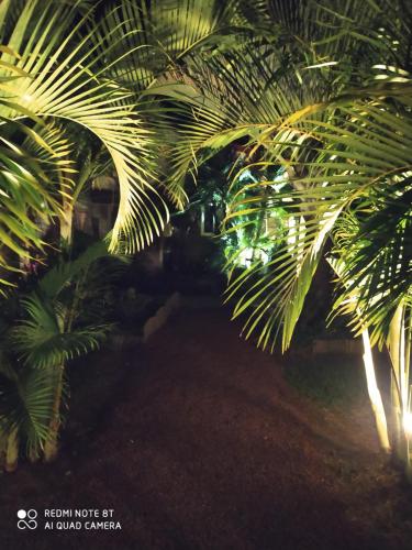 a group of palm trees lit up at night at Le Palmier de la Paix in Le Tampon