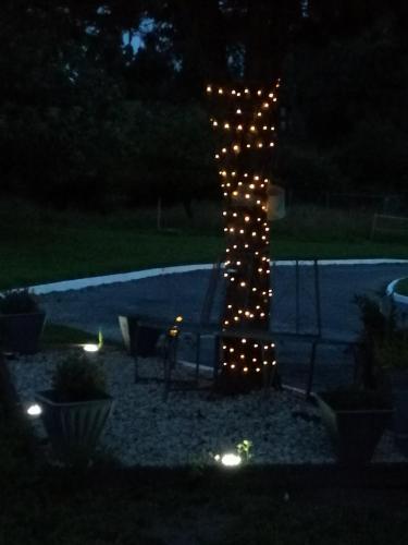 a tree decorated with lights in a yard at night at Cable Island Bed and Breakfast in Cork