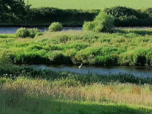 a bird standing in a river in a field at Cable Island Bed and Breakfast in Cork