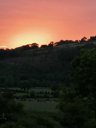 a sunset over a field with a herd of animals at Cable Island Bed and Breakfast in Cork