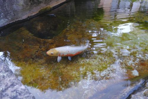 a koi fish floating in a pond of water at 1日1組限定 プライベート空間 古民家貸切コテージとけい in Kurita