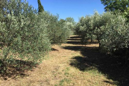 a row of olive trees in a field at bastide derroc in Cotignac