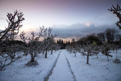 a snow covered path with trees in a field at JAYA'S PLACE in Hogsback
