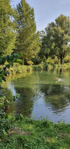 a group of ducks swimming in a pond at FEWO BEI LEHMANNS in Werl