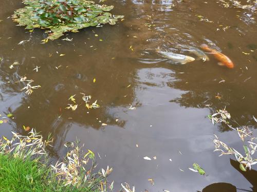 a pond with a couple of kites in the water at La Gasteboisiere with swimming pool and games room in Le Mesnil-Adelée