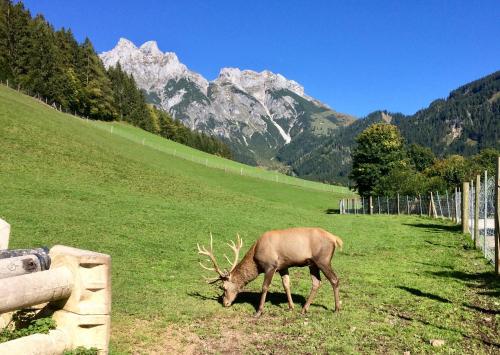 a deer grazing in a field with mountains in the background at Haus Thomas in Werfenweng