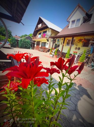a group of red flowers in front of a building at Agroturystyka Pod Kołami in Myczkowce