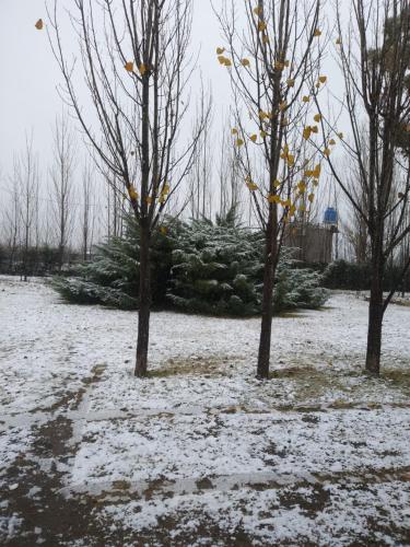 three trees in a snow covered yard with christmas trees at Apartamento Cerrito in San Rafael