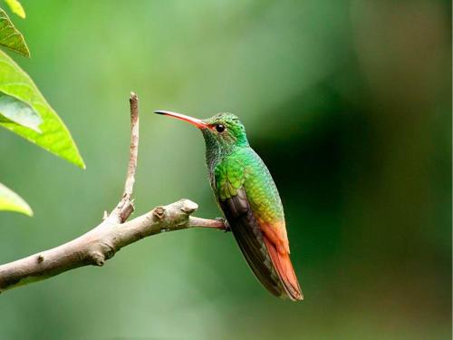 a hummingbird sitting on a tree branch at Hosteria La Roulotte - Mindo in Mindo