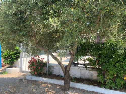 Κήπος έξω από το Quirino Residence