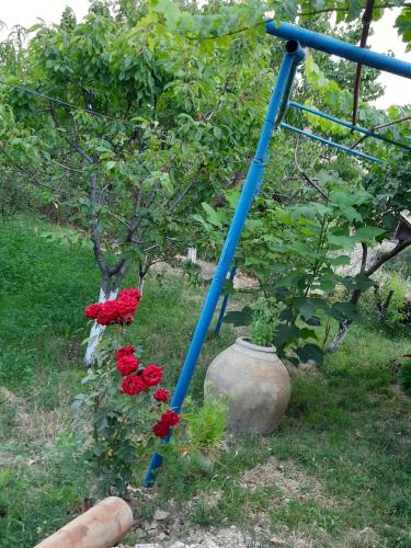 Zahrada ubytování Ararat B&B