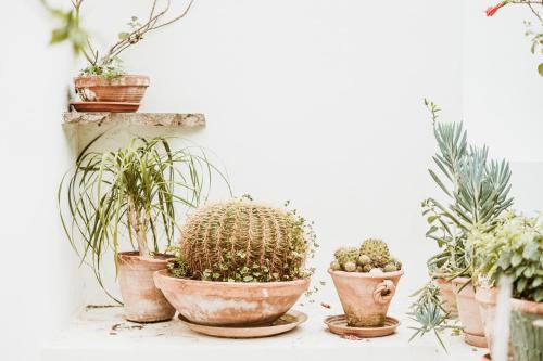 a group of potted plants sitting on a shelf at Boutique Hotel I Cinque Balconi in Santa Marina Salina