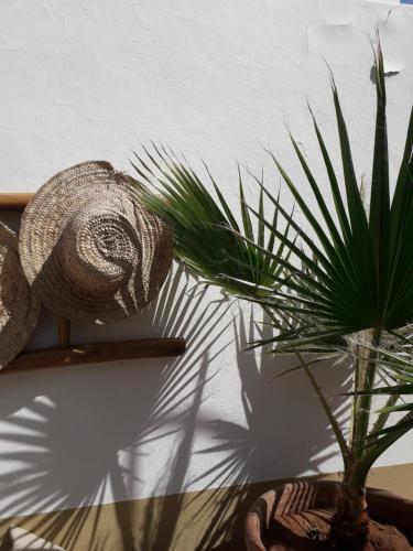 een plant in een vaas naast een muur bij Riad Safina in Marrakesh