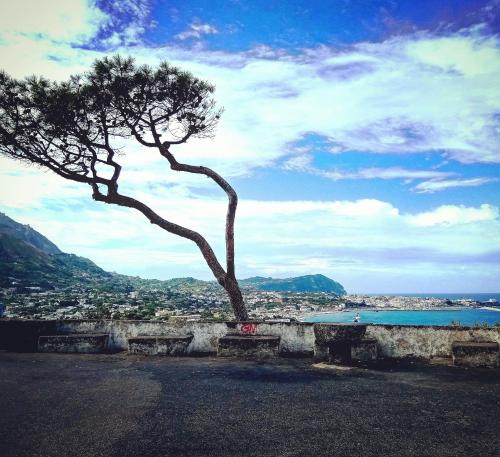 un albero seduto sopra una panchina accanto a un albero di ISCHIA è Vita ! a Ischia