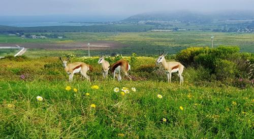 a group of gazelle standing in a field of grass at Berg en Dal Accommodation in Saldanha