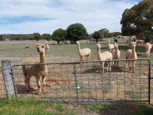 a herd of sheep standing in a field behind a fence at York Cottages and Burnley House in York